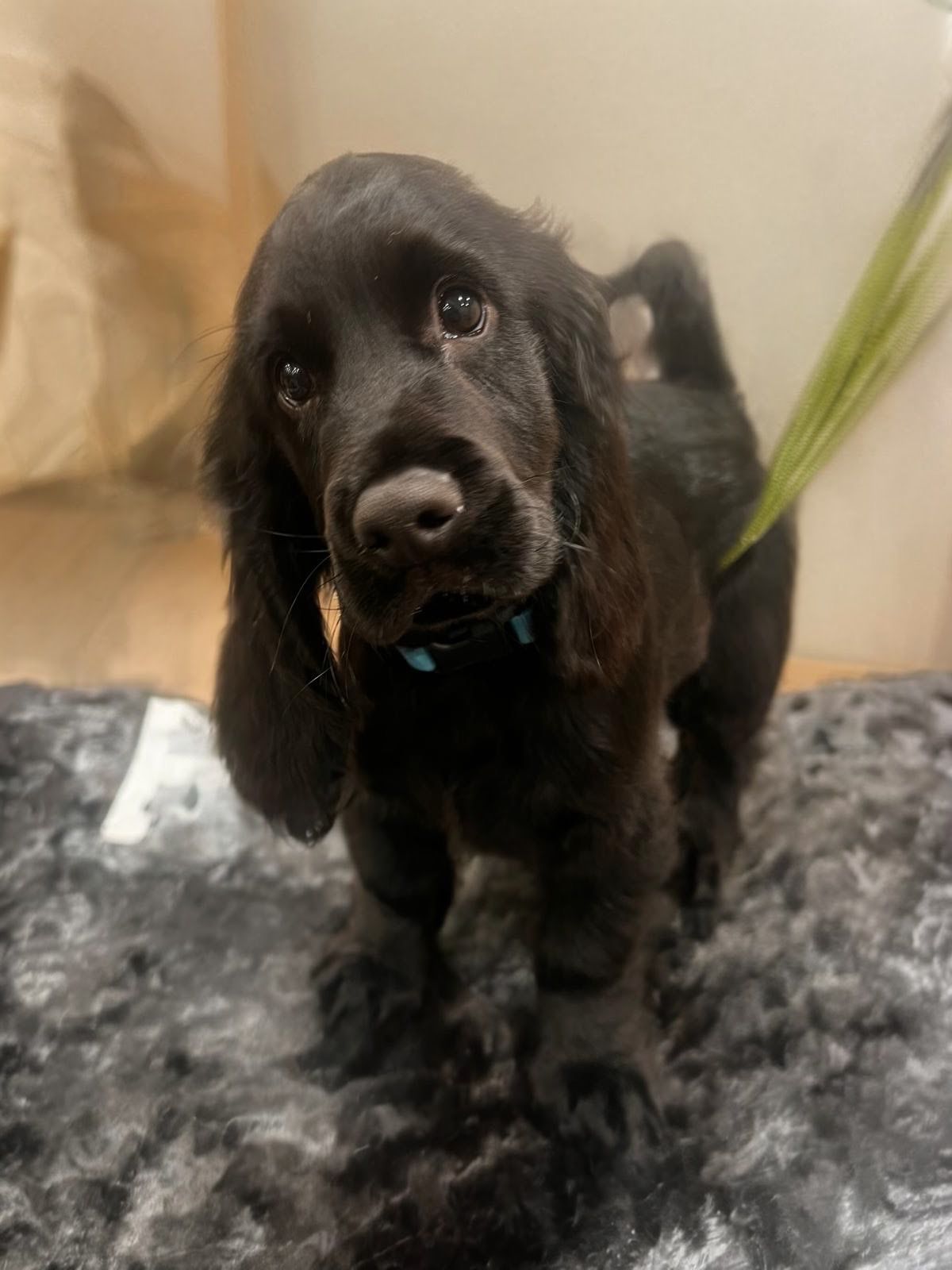 Picture of a black dog