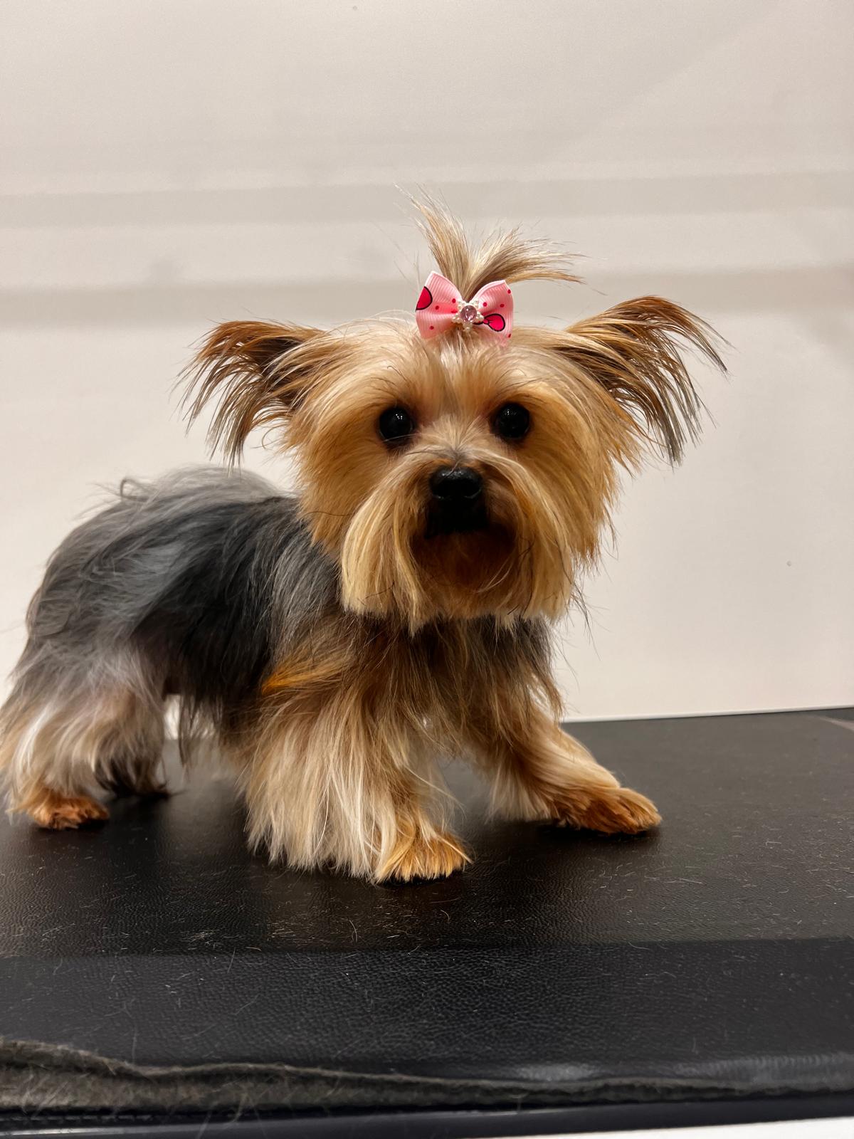 Yorkie